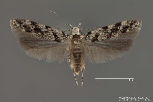  ( - DNA_SL0658)  @13 [ ] Copyright (2017) Sangmi Lee Arizona State University Hasbrouck Insect Collection