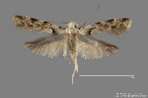  (Sinoe sp. 8SL - DNA_SL0659)  @13 [ ] Copyright (2017) Sangmi Lee Arizona State University Hasbrouck Insect Collection