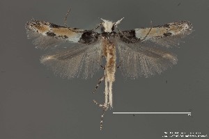  (Gelechiidae_gen sp. 7SL - DNA_SL0664)  @14 [ ] Copyright (2017) Sangmi Lee Arizona State University Hasbrouck Insect Collection
