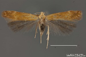  (Monochroa sp. 1SL - DNA_SL0665)  @14 [ ] Copyright (2017) Sangmi Lee Arizona State University Hasbrouck Insect Collection