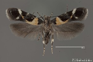  (Stegasta sp. 1SL - DNA_SL0667)  @14 [ ] Copyright (2017) Sangmi Lee Arizona State University Hasbrouck Insect Collection