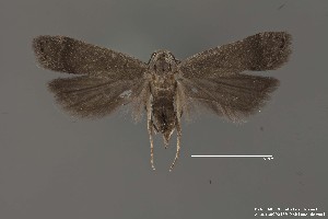  (Anacampsis sp. 2SL - DNA_SL0670)  @14 [ ] Copyright (2017) Sangmi Lee Arizona State University Hasbrouck Insect Collection