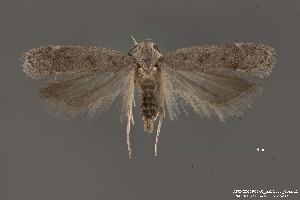  (Anacampsis sp. 3SL - DNA_SL0671)  @13 [ ] Copyright (2017) Sangmi Lee Arizona State University Hasbrouck Insect Collection