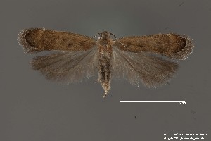  (Anacampsis sp. 5SL - DNA_SL0673)  @13 [ ] Copyright (2017) Sangmi Lee Arizona State University Hasbrouck Insect Collection