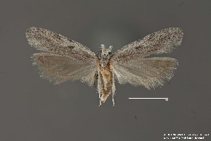  (Gelechia sp. 2SL - DNA_SL0680)  @13 [ ] Copyright (2017) Sangmi Lee Arizona State University Hasbrouck Insect Collection