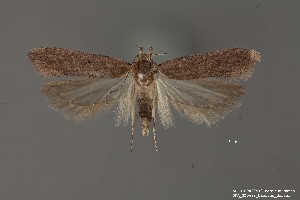  (Gelechiidae_gen sp. 4SL - DNA_SL0682)  @14 [ ] Copyright (2017) Sangmi Lee Arizona State University Hasbrouck Insect Collection