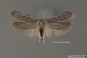  (Gelechiidae_gen sp. 5SL - DNA_SL0684)  @14 [ ] Copyright (2017) Sangmi Lee Arizona State University Hasbrouck Insect Collection
