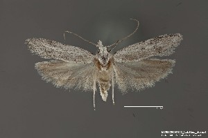  (Gelechiidae_gen sp. 6SL - DNA_SL0685)  @14 [ ] Copyright (2017) Sangmi Lee Arizona State University Hasbrouck Insect Collection