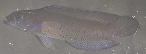  ( - RH1074)  @11 [ ] No Rights Reserved  Roi Holzman The Interuniversity Institute for Marine Sciences Eilat