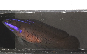  ( - RH1112)  @11 [ ] No Rights Reserved  Roi Holzman The Interuniversity Institute for Marine Sciences Eilat