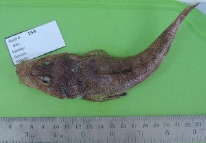  ( - RH1740)  @11 [ ] No Rights Reserved  Roi Holzman The Interuniversity Institute for Marine Sciences Eilat