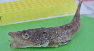  ( - RH1740)  @11 [ ] No Rights Reserved  Roi Holzman The Interuniversity Institute for Marine Sciences Eilat