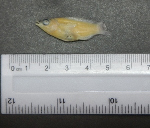  ( - SMNHTAU P.15211)  @11 [ ] No Rights Reserved  Roi Holzman The Interuniversity Institute for Marine Sciences Eilat