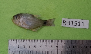  ( - SMNHTAU P.15355)  @11 [ ] No Rights Reserved  Roi Holzman The Interuniversity Institute for Marine Sciences Eilat
