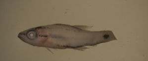  (Cheilodipterus arabicus - SMNHTAU P.15450)  @11 [ ] No Rights Reserved  Roi Holzman The Interuniversity Institute for Marine Sciences Eilat