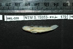  (Acentrogobius cyanomos - HKL-G35)  @12 [ ] Unspecified (default): All Rights Reserved  Unspecified Unspecified