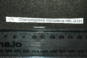  (Chlamydogobius micropterus - HKL-G151)  @11 [ ] Unspecified (default): All Rights Reserved  Unspecified Unspecified