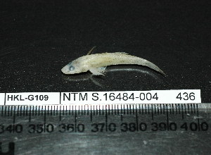  (Glossogobius munroi - HKL-G109)  @13 [ ] Unspecified (default): All Rights Reserved  Unspecified Unspecified