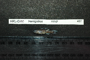  (Hemigobius melanurus - HKL-G150)  @12 [ ] Unspecified (default): All Rights Reserved  Unspecified Unspecified