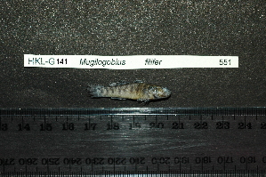  (Mugilogobius filifer - HKL-G141)  @12 [ ] Unspecified (default): All Rights Reserved  Unspecified Unspecified