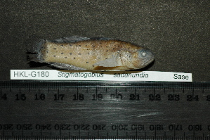  (Stigmatogobius sadanundio - HKL-G180)  @13 [ ] Unspecified (default): All Rights Reserved  Unspecified Unspecified