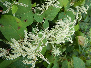  ( - KL-183983)  @11 [ ] Copyright (2018) E.C.O. Institute of Ecology E.C.O. Institute of Ecology