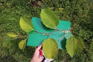  ( - KL-183972)  @11 [ ] Copyright (2018) E.C.O. Institute of Ecology E.C.O. Institute of Ecology