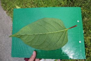  ( - KL-183972)  @11 [ ] Copyright (2018) E.C.O. Institute of Ecology E.C.O. Institute of Ecology