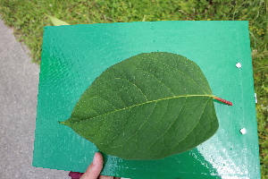  ( - KL-183972)  @11 [ ] Copyright (2018) E.C.O. Institute of Ecology E.C.O. Institute of Ecology