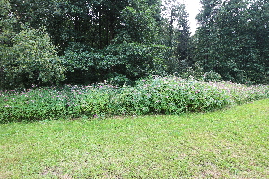  ( - KL-183975)  @11 [ ] Copyright (2018) E.C.O. Institute of Ecology E.C.O. Institute of Ecology