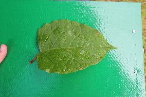  ( - KL-183975)  @11 [ ] Copyright (2018) E.C.O. Institute of Ecology E.C.O. Institute of Ecology