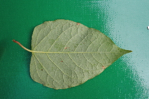  ( - KL-183975)  @11 [ ] Copyright (2018) E.C.O. Institute of Ecology E.C.O. Institute of Ecology