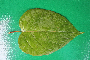  ( - KL-183979)  @11 [ ] Copyright (2018) E.C.O. Institute of Ecology E.C.O. Institute of Ecology