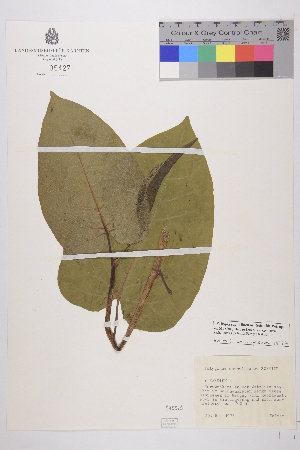  (Fallopia sachalinensis - KL-35427)  @11 [ ] Copyright (2019) Kärntner Landesmuseum Kärntner Landesmuseum