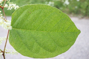  ( - KL-183907)  @11 [ ] Copyright (2018) E.C.O. Institute of Ecology E.C.O. Institute of Ecology
