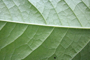  ( - KL-183907)  @11 [ ] Copyright (2018) E.C.O. Institute of Ecology E.C.O. Institute of Ecology