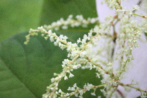  ( - KL-183907)  @11 [ ] Copyright (2018) E.C.O. Institute of Ecology E.C.O. Institute of Ecology