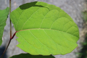  ( - KL-183908)  @11 [ ] Copyright (2018) E.C.O. Institute of Ecology E.C.O. Institute of Ecology