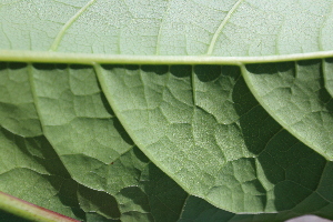  ( - KL-183908)  @11 [ ] Copyright (2018) E.C.O. Institute of Ecology E.C.O. Institute of Ecology