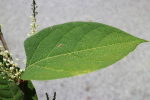  ( - KL-183911)  @11 [ ] Copyright (2018) E.C.O. Institute of Ecology E.C.O. Institute of Ecology