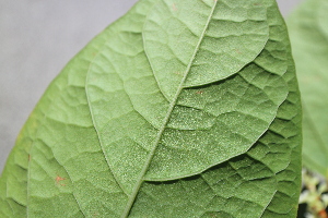  ( - KL-183911)  @11 [ ] Copyright (2018) E.C.O. Institute of Ecology E.C.O. Institute of Ecology