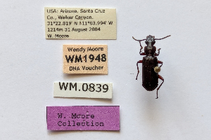  ( - DNA1948)  @11 [ ] Unspecified (default): All Rights Reserved  Unspecified University of Arizona, Insect Collection