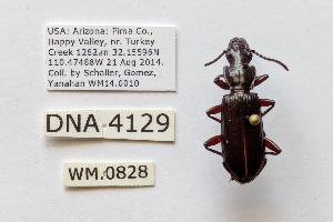  (Goniotropis kuntzeni - DNA4129)  @11 [ ] Unspecified (default): All Rights Reserved  Unspecified University of Arizona, Insect Collection