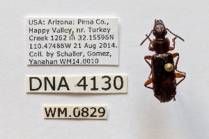  ( - DNA4130)  @11 [ ] Unspecified (default): All Rights Reserved  Unspecified University of Arizona, Insect Collection