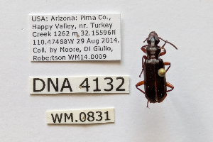  ( - DNA4132)  @11 [ ] Unspecified (default): All Rights Reserved  Unspecified University of Arizona, Insect Collection