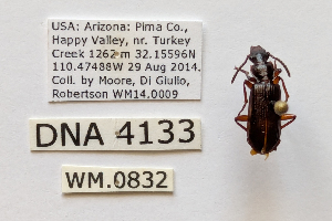  ( - DNA4133)  @11 [ ] Unspecified (default): All Rights Reserved  Unspecified University of Arizona, Insect Collection