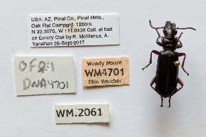  ( - DNA4701)  @11 [ ] Unspecified (default): All Rights Reserved  Unspecified University of Arizona, Insect Collection