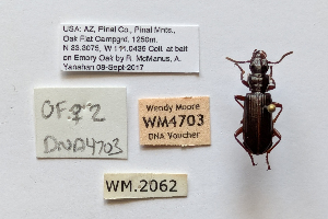  ( - DNA4703)  @11 [ ] Unspecified (default): All Rights Reserved  Unspecified University of Arizona, Insect Collection
