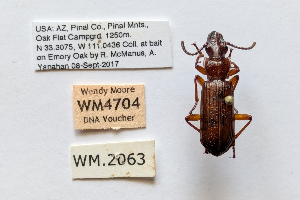  ( - DNA4704)  @11 [ ] Unspecified (default): All Rights Reserved  Unspecified University of Arizona, Insect Collection