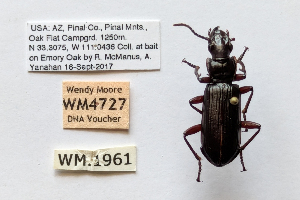  ( - DNA4727)  @11 [ ] Unspecified (default): All Rights Reserved  Unspecified University of Arizona, Insect Collection